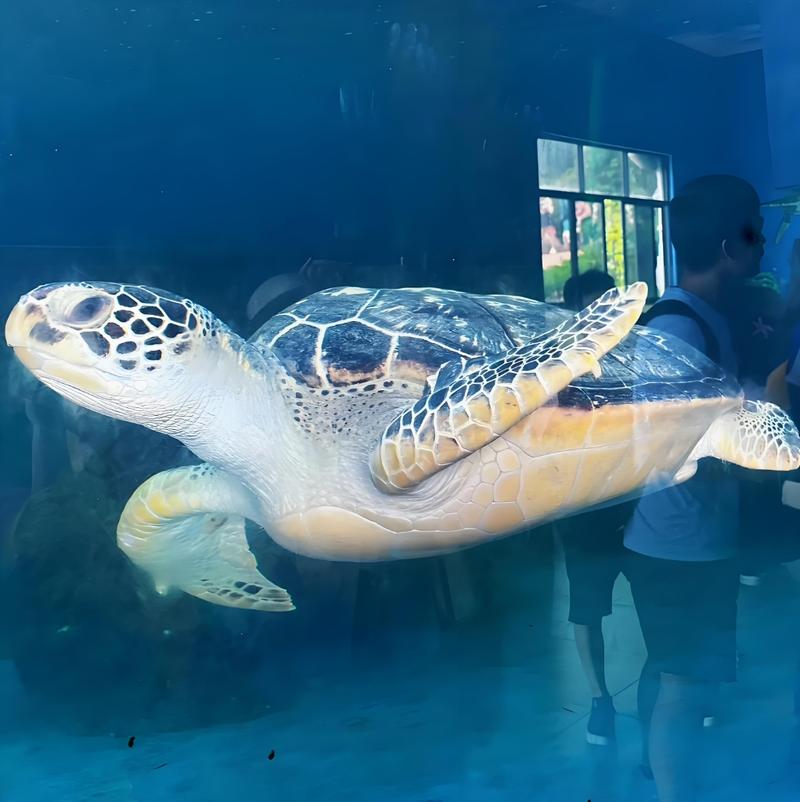 海龟乌龟区别与保护(海龟和乌龟的区别图片) 海龟乌龟区别与保护(海龟和乌龟的区别图片)