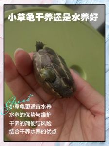 环境喂食健康，科学养护最重要！（小乌龟要怎么养才能养的很久不会死）