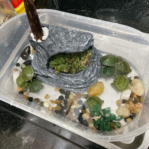 选龟缸要量力而行,空间预算维护得考虑(乌龟应该用什么样的缸) 选龟缸要量力而行,空间预算维护得考虑(乌龟应该用什么样的缸)