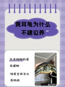 养龟需负责，龟撞缸是本能，别随意丢弃巴西龟（乌龟一旦养了就不能扔）