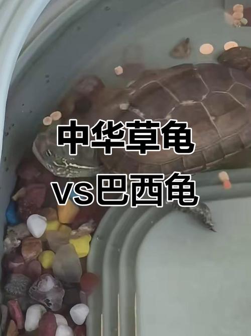 巴西龟聪明互动,草龟独立有个性,选哪种龟选哪种生活(巴西龟和草龟谁最聪明) 巴西龟聪明互动,草龟独立有个性,选哪种龟选哪种生活(巴西龟和草龟谁最聪明)