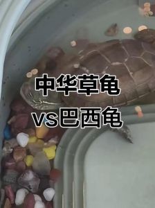 巴西龟聪明互动，草龟独立有个性，选哪种龟选哪种生活（巴西龟和草龟谁最聪明）