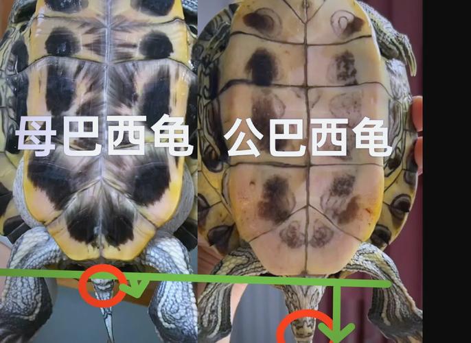 公龟脱肛怎么办?科学喂养是关键(公乌龟会把器官放出来怎么回事) 公龟脱肛怎么办?科学喂养是关键(公乌龟会把器官放出来怎么回事)