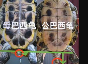 长钩雄，短雌；孔距远雄，近雌（小乌龟如何分辨公母）