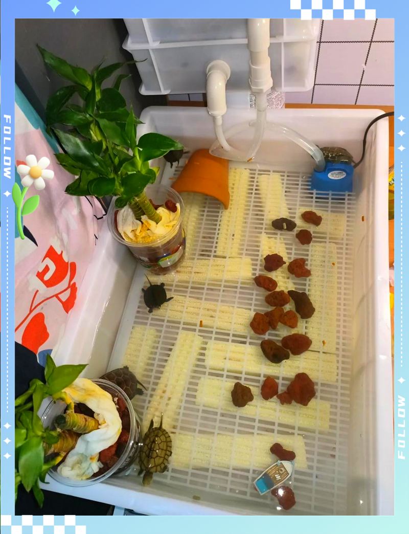 碘伏消毒,龟缸消毒超简单(新龟入鱼缸怎么消毒) 碘伏消毒,龟缸消毒超简单(新龟入鱼缸怎么消毒)