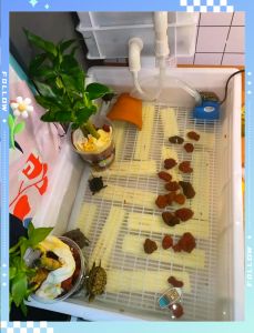 碘伏消毒，龟缸消毒超简单（新龟入鱼缸怎么消毒）
