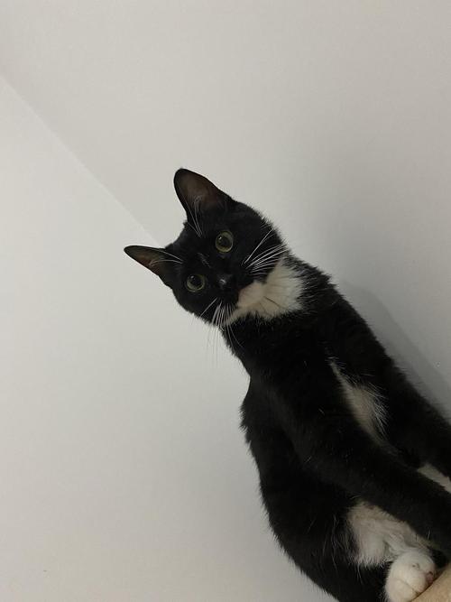 活泼温柔的黑白小伙伴(黑白色宠物猫是什么品种) 活泼温柔的黑白小伙伴(黑白色宠物猫是什么品种)