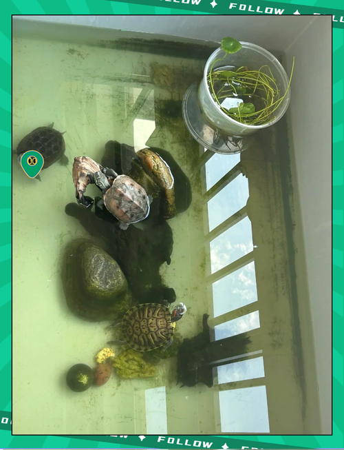 龟鱼混养注意水质,换水看情况,夏天勤点冬天少点(乌龟养鱼缸里多久换一次水) 龟鱼混养注意水质,换水看情况,夏天勤点冬天少点(乌龟养鱼缸里多久换一次水)