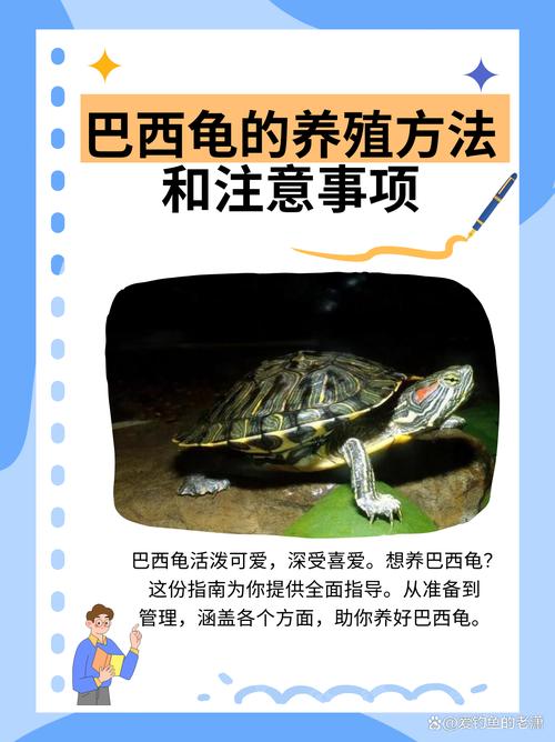 巴西龟饲养水温水质要点(巴西龟需要放很多水吗) 巴西龟饲养水温水质要点(巴西龟需要放很多水吗)
