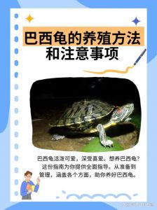 阳光足处养健康（巴西龟适合放在家里什么位置）