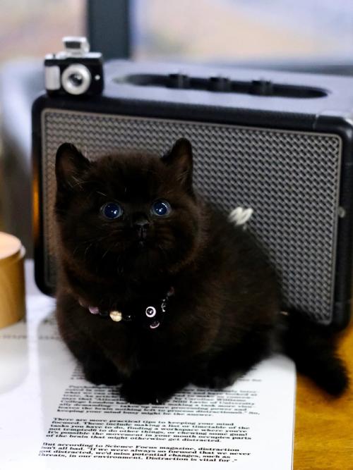 养猫知识及黑猫误解(黑色的宠物猫叫什么) 养猫知识及黑猫误解(黑色的宠物猫叫什么)