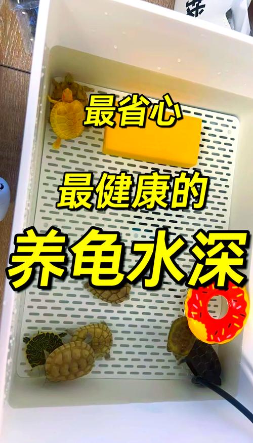 水龟深,陆龟浅(4公分的小龟缸里要加水) 水龟深,陆龟浅(4公分的小龟缸里要加水)