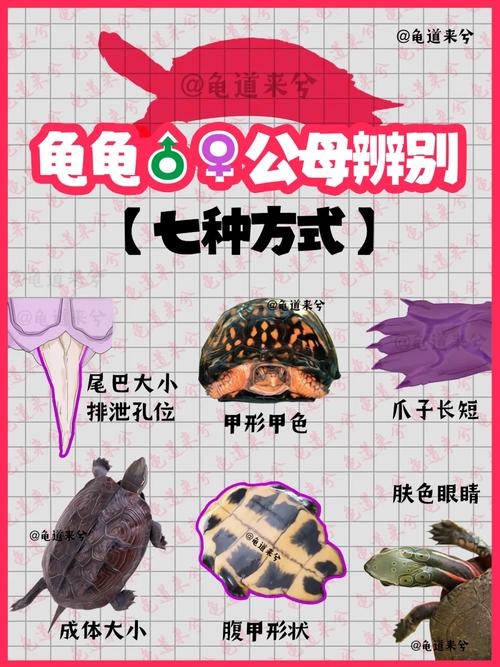 龟公龟母怎么分?看背甲腹甲尾巴孔!(如何分辨龟的男女) 龟公龟母怎么分?看背甲腹甲尾巴孔!(如何分辨龟的男女)