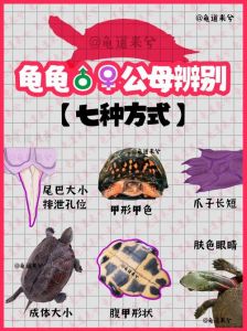 龟公龟母怎么分？看背甲腹甲尾巴孔！（如何分辨龟的男女）