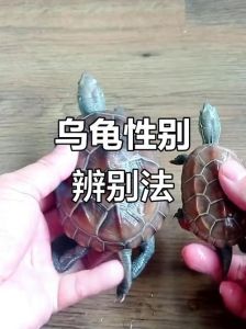 龟公母辨别看腹甲尾巴爪子（母龟和公龟的区别）