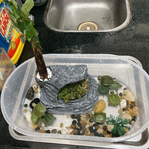实用美观,打造生态家(乌龟缸制作图片大全) 实用美观,打造生态家(乌龟缸制作图片大全)