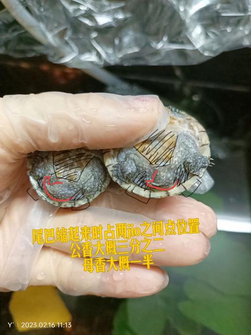 麝香蛋龟公母看尾巴,新手优选,性价比高!(麝香蛋龟公母尾巴照片) 麝香蛋龟公母看尾巴,新手优选,性价比高!(麝香蛋龟公母尾巴照片)