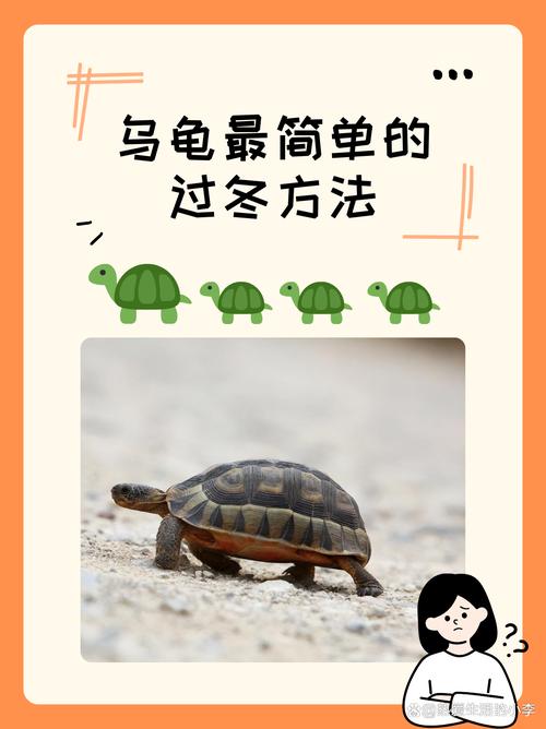 安全透气环境,温柔呵护(养乌龟冬天冬眠应该怎么做) 安全透气环境,温柔呵护(养乌龟冬天冬眠应该怎么做)