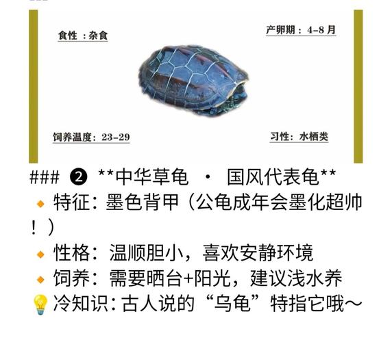巴西龟水陆环境搭建与科学喂养(巴西龟的饲养方法喂食) 巴西龟水陆环境搭建与科学喂养(巴西龟的饲养方法喂食)