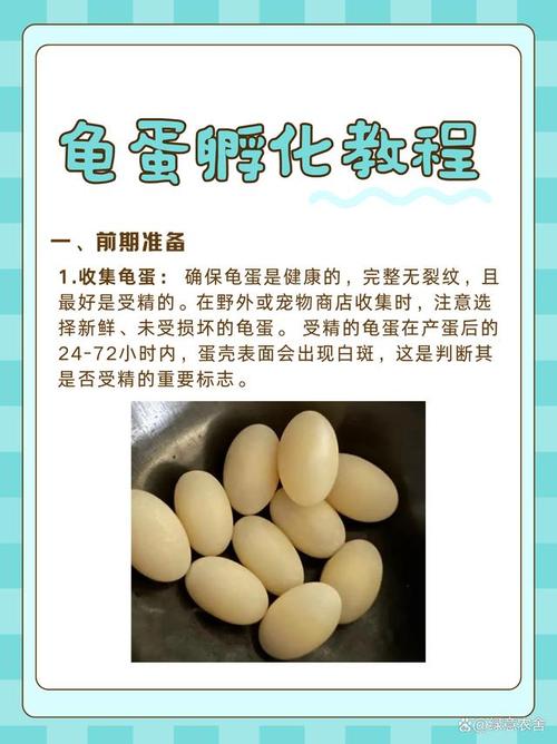 乌龟产卵后别乱碰,正确孵化小乌龟(乌龟在龟缸产卵后该怎么办) 乌龟产卵后别乱碰,正确孵化小乌龟(乌龟在龟缸产卵后该怎么办)