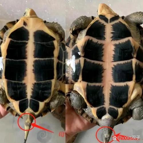 成年特征明显(乌龟公母如何区分图片) 成年特征明显(乌龟公母如何区分图片)