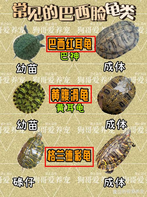 巴西龟地图龟混养注意事项(巴西龟和地图龟能不能一起养) 巴西龟地图龟混养注意事项(巴西龟和地图龟能不能一起养)