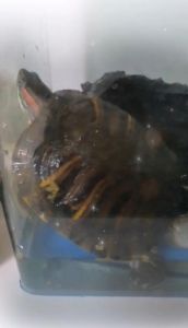 巴西龟喂肉要科学，瘦肉虾仁为主，肥肉熟肉别喂（巴西龟吃肉吗）