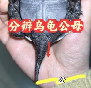 看尾巴泄殖孔分辨龟公母（乌龟怎么分公母图解）