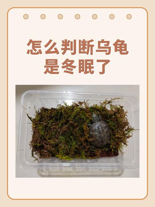 水龟干湿平衡,陆龟椰土保湿,温度5-10℃(家养乌龟冬眠是放水里还是放干的地方) 水龟干湿平衡,陆龟椰土保湿,温度5-10℃(家养乌龟冬眠是放水里还是放干的地方)