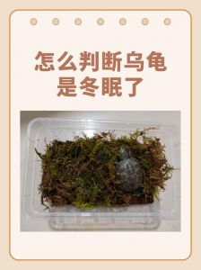 水龟干湿平衡，陆龟椰土保湿，温度5-10℃（家养乌龟冬眠是放水里还是放干的地方）