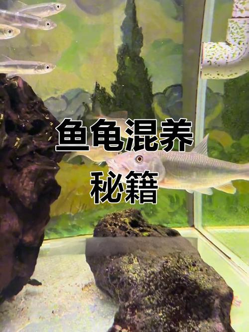 乌龟鱼能养一起吗?选对品种看空间(鱼和乌龟可以一缸养吗) 乌龟鱼能养一起吗?选对品种看空间(鱼和乌龟可以一缸养吗)