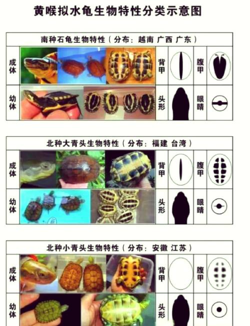 温饱管理,健康成长(小青龟的饲养方法和注意事项) 温饱管理,健康成长(小青龟的饲养方法和注意事项)