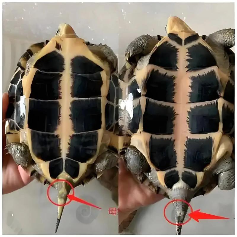 看尾巴腹甲前爪(母龟公龟哪个长得快) 看尾巴腹甲前爪(母龟公龟哪个长得快)
