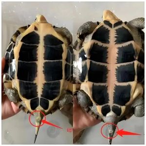 看尾巴腹甲前爪（母龟公龟哪个长得快）