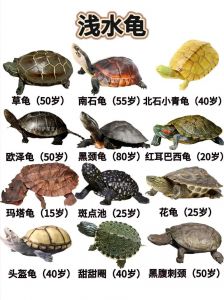 龟长寿秘诀，养龟避坑指南（国内可以养的乌龟哪种寿命最长）