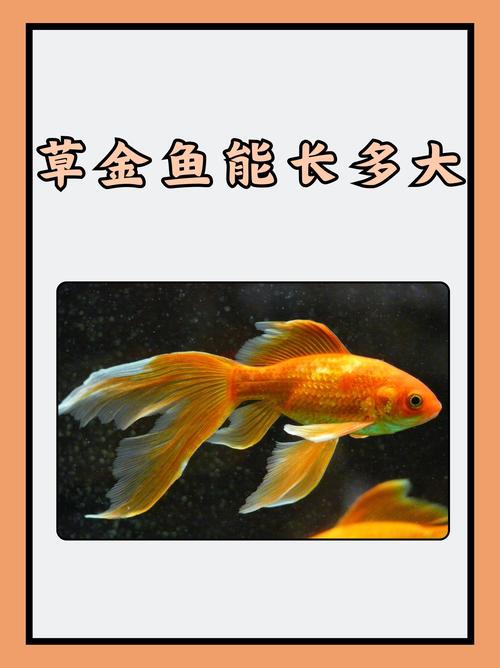 金鱼藻蜈蚣草净化水质(草金鱼在龟缸的作用) 金鱼藻蜈蚣草净化水质(草金鱼在龟缸的作用)