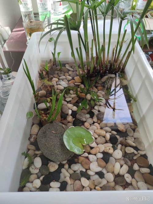 30加仑缸养多大龟?看种类数量,中小型龟需40x30cm以上(30的缸养多大的乌龟) 30加仑缸养多大龟?看种类数量,中小型龟需40x30cm以上(30的缸养多大的乌龟)