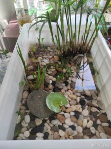 水族箱青苔绿藻区分及处理方法（养乌龟的缸上扒着是青苔么）