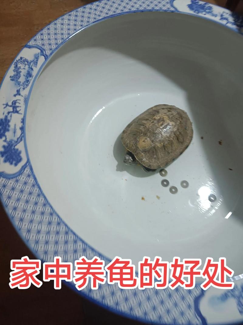 养龟虽贵但吉祥,选对环境勤照料(家庭养乌龟禁忌养龟穷三代) 养龟虽贵但吉祥,选对环境勤照料(家庭养乌龟禁忌养龟穷三代)