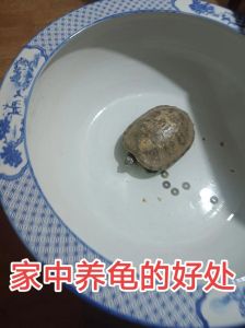 养龟虽贵但吉祥，选对环境勤照料（家庭养乌龟禁忌养龟穷三代）