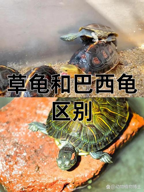 巴西龟强好养,草龟温顺需细看(巴西龟和草龟那个好养) 巴西龟强好养,草龟温顺需细看(巴西龟和草龟那个好养)