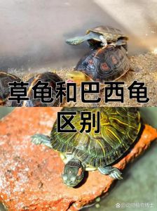 草龟温顺巴西龟活泼，注意水质陪伴（草龟和巴西龟哪个温顺）