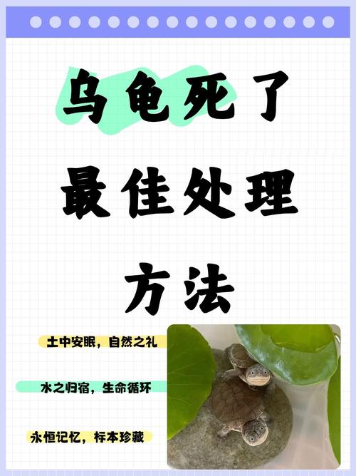 龟撞缸怎么办?解决小空间健康问题(为什么我的乌龟会咣当咣当的撞缸) 龟撞缸怎么办?解决小空间健康问题(为什么我的乌龟会咣当咣当的撞缸)