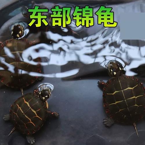 体型与饲养差异(东锦龟和巴西龟区别) 体型与饲养差异(东锦龟和巴西龟区别)