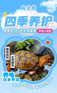 控温喂食，健康过冬（冬天怎么养乌龟）