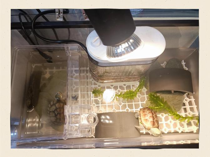 科学布置水陆环境,打造健康安全家(养乌龟的缸怎么布置好) 科学布置水陆环境,打造健康安全家(养乌龟的缸怎么布置好)