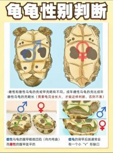 乌龟公母如何区分？看尾巴和泄殖孔！（乌龟怎么看公母区别图）