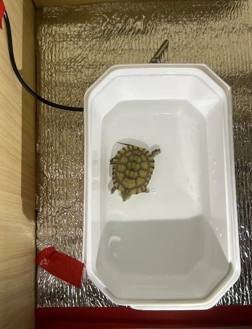 水龟26-28℃,陆龟配灯28-32℃,半水龟水陆有别,冬眠龟慎换水(冬天养小乌龟怎么控制水温) 水龟26-28℃,陆龟配灯28-32℃,半水龟水陆有别,冬眠龟慎换水(冬天养小乌龟怎么控制水温)