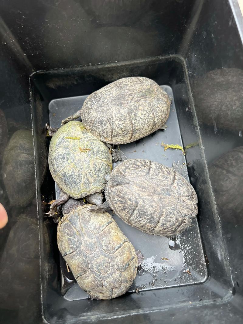 蛋龟断尾怎么办?影响繁殖吗?(蛋龟没有尾巴的乌龟能繁殖吗) 蛋龟断尾怎么办?影响繁殖吗?(蛋龟没有尾巴的乌龟能繁殖吗)