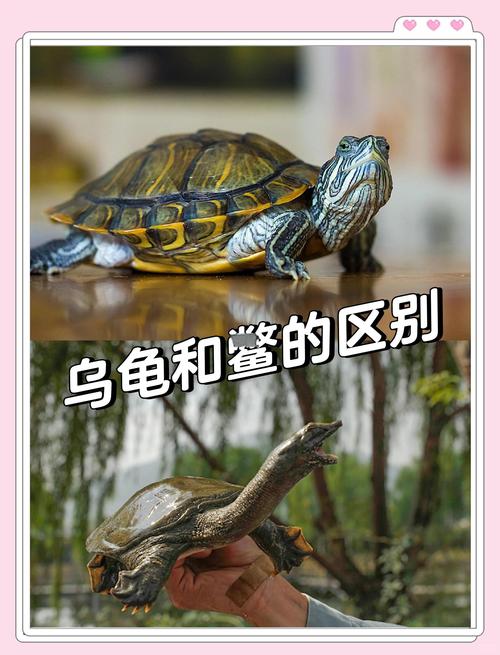 海洋与陆地生活不同(海龟与乌龟有什么不同) 海洋与陆地生活不同(海龟与乌龟有什么不同)